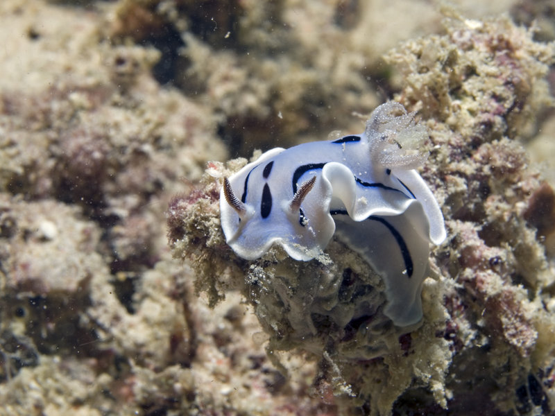 Nudibranch, Seaventures House Reef